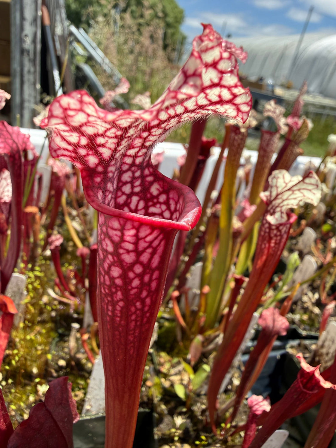 Close-up of a red and white pitcher plant with a blurred background