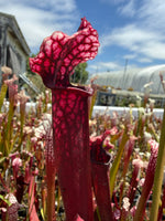 Close-up of a red pitcher plant with a blurred background