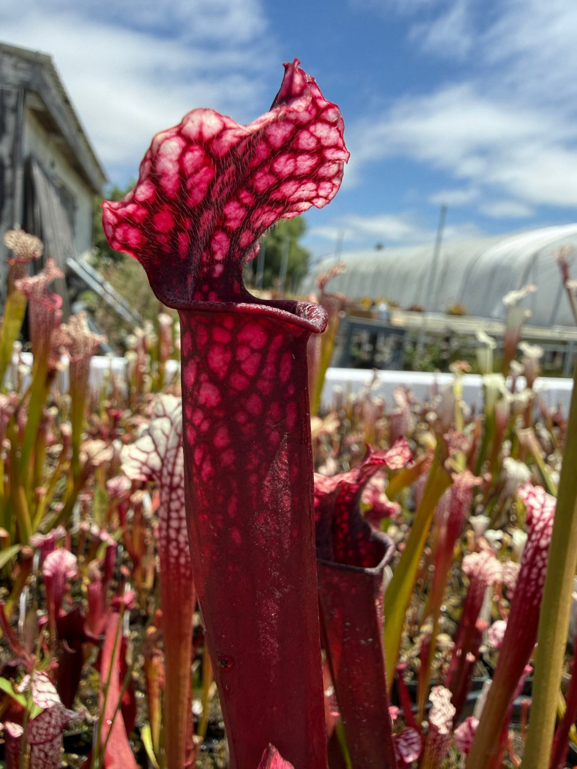 Close-up of a red pitcher plant with a blurred background
