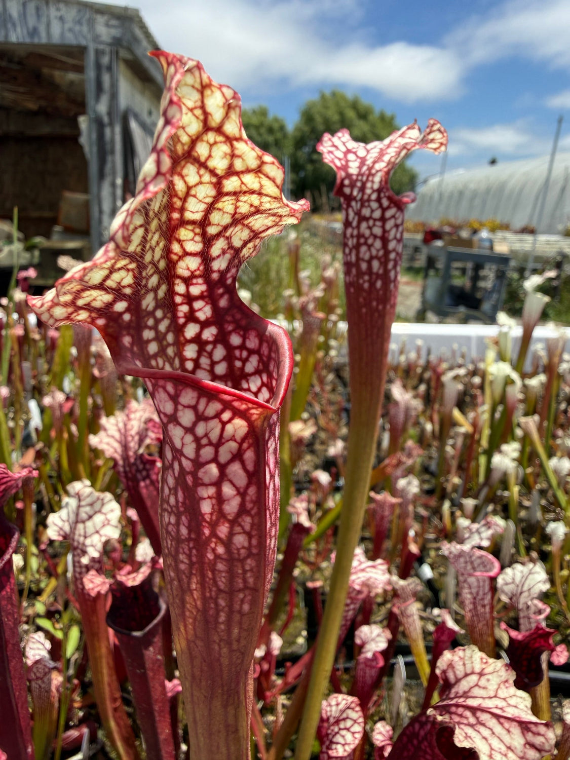 Close-up of red and cream pitcher plants in a greenhouse or field, with blurred structures and sky in the background.