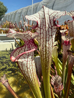 Sarracenia Lunch Box x Iamsatyricon Pitcher Plant