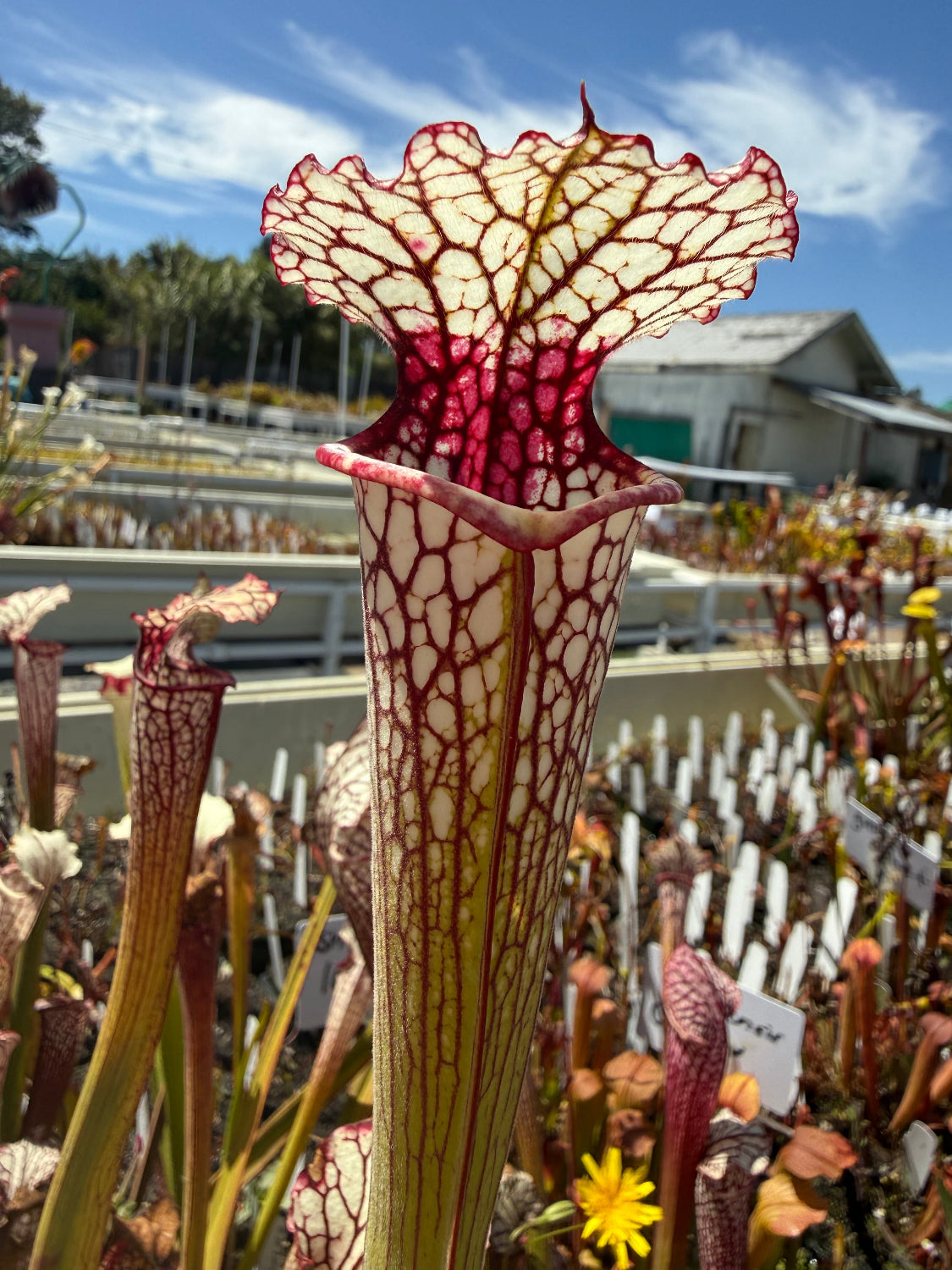 Sarracenia Lunch Box x Iamsatyricon Pitcher Plant