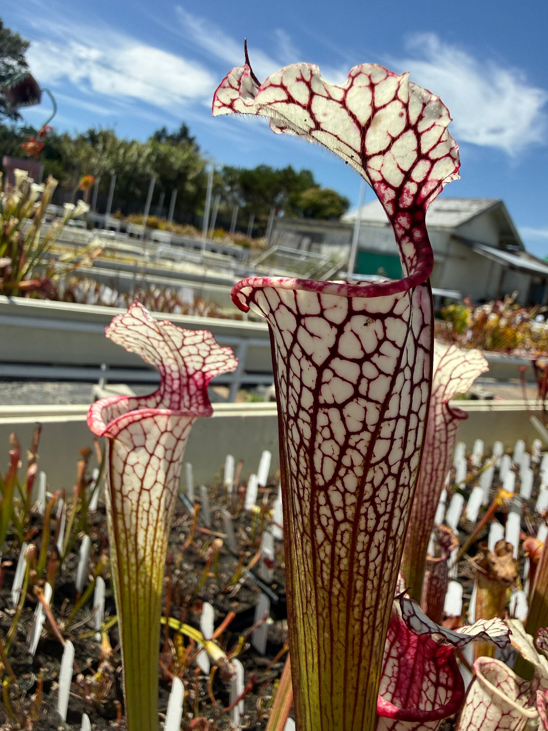 Sarracenia Lunch Box x Iamsatyricon Pitcher Plant