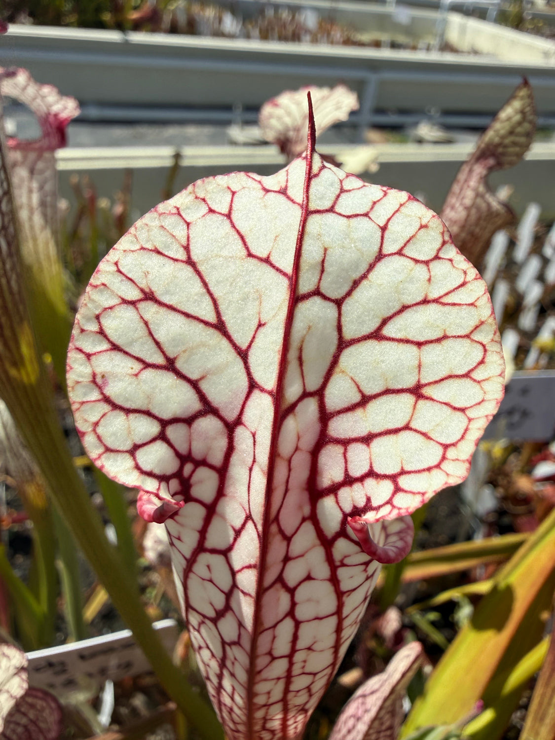 Sarracenia Lunch Box x Iamsatyricon Pitcher Plant