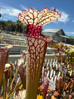Sarracenia Lunch Box x Iamsatyricon Pitcher Plant