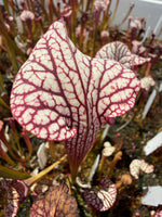 A close-up of a Sarracenia pitcher plant with pale cream to off-white tubular petals covered in deep burgundy veins, growing among other similar plants in a garden setting.