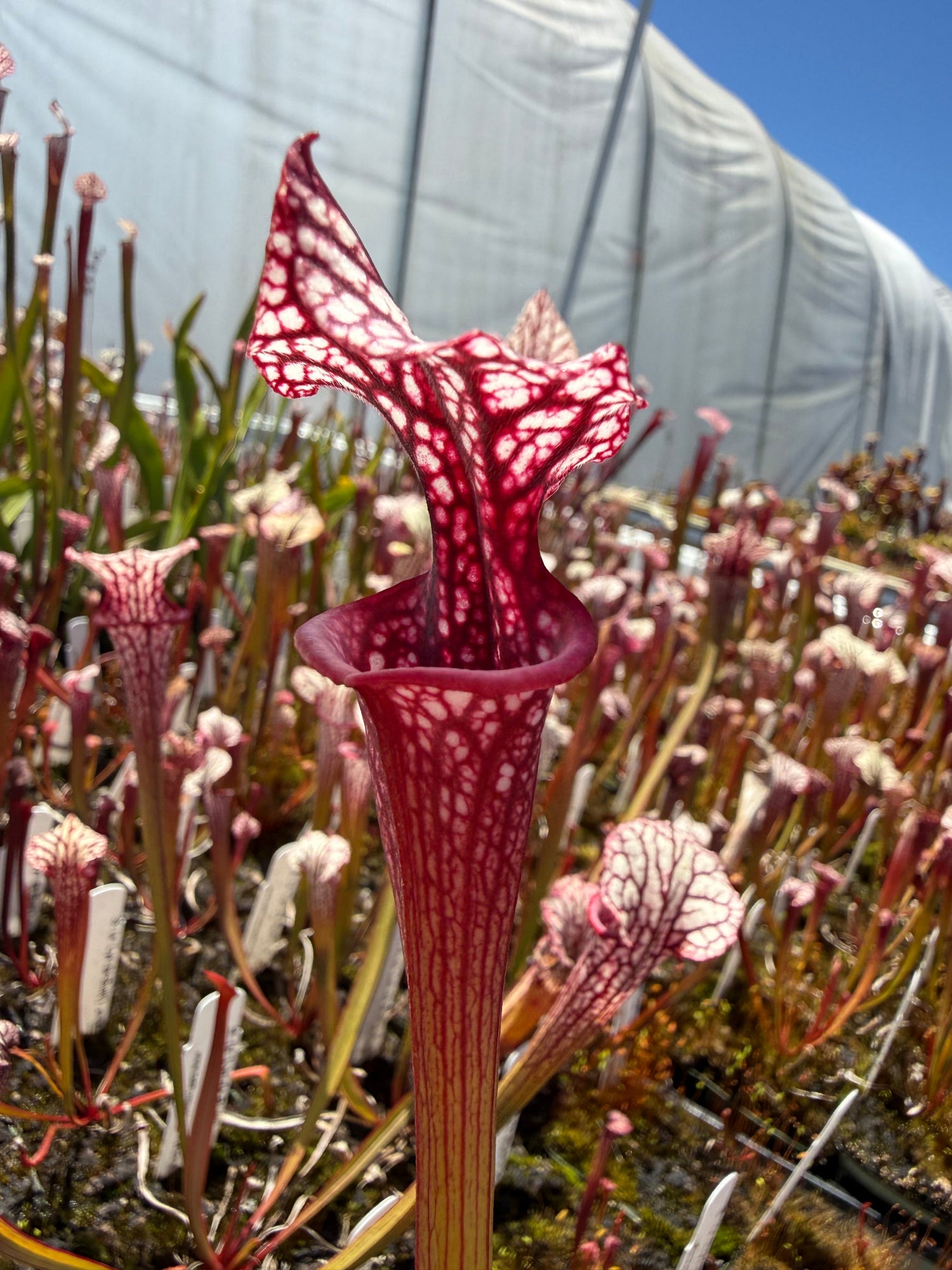 Sarracenia Lynda Butt x Caitrin Claire Pitcher Plant