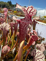 Sarracenia Lynda Butt x Caitrin Claire Pitcher Plant