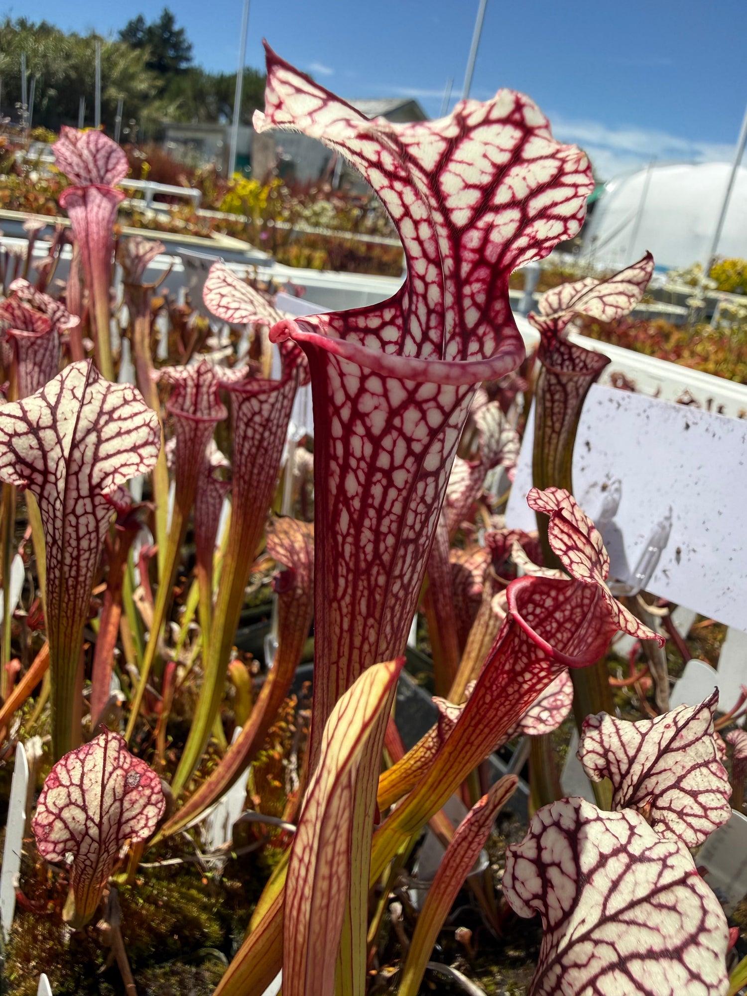 Sarracenia Lynda Butt x Caitrin Claire Pitcher Plant