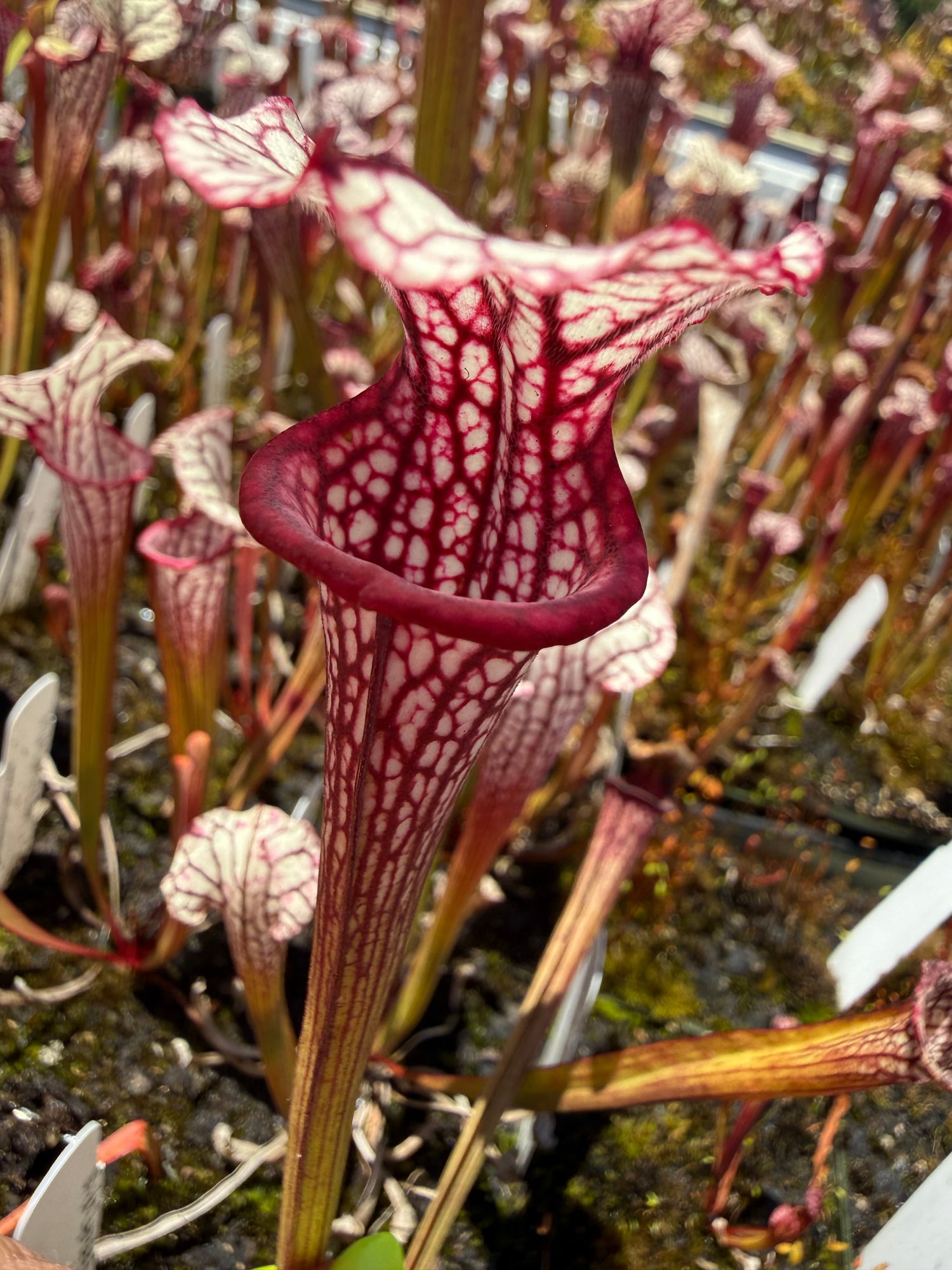 Sarracenia Lynda Butt x Caitrin Claire Pitcher Plant