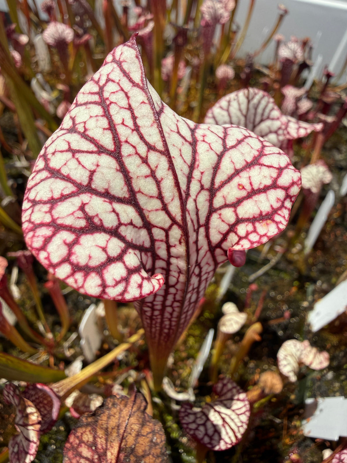 Sarracenia Lynda Butt x Caitrin Claire Pitcher Plant