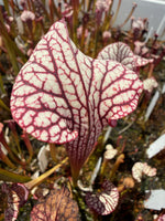 Sarracenia Lynda Butt x Caitrin Claire Pitcher Plant