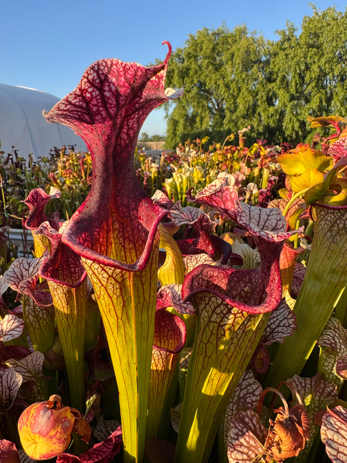 A group of several green, pink and white sarracenia pitchers in a field of other pitchers 