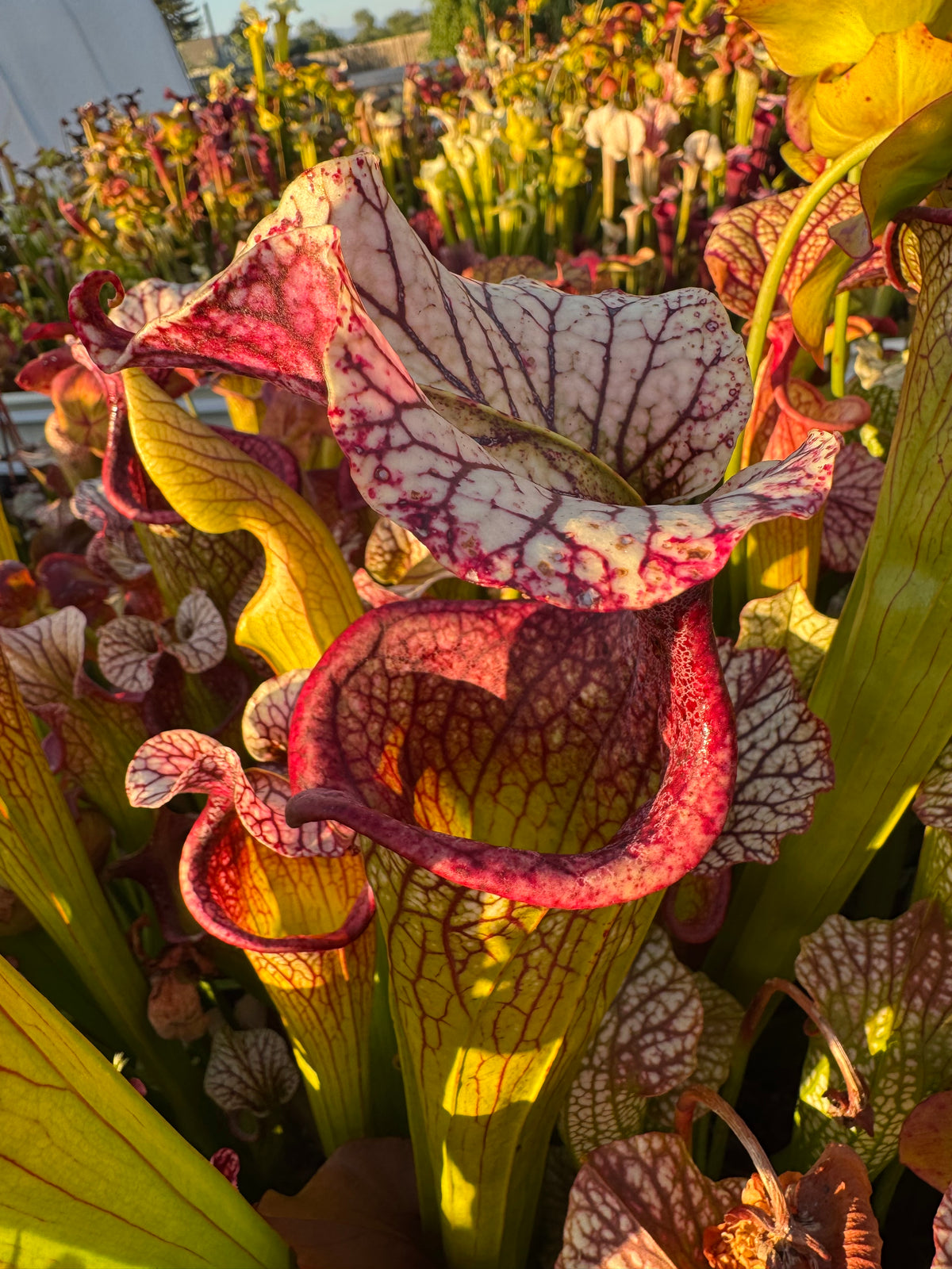 A close up of several green and white and pink Sarracenia pitchers in a pool full of pitcher plants 