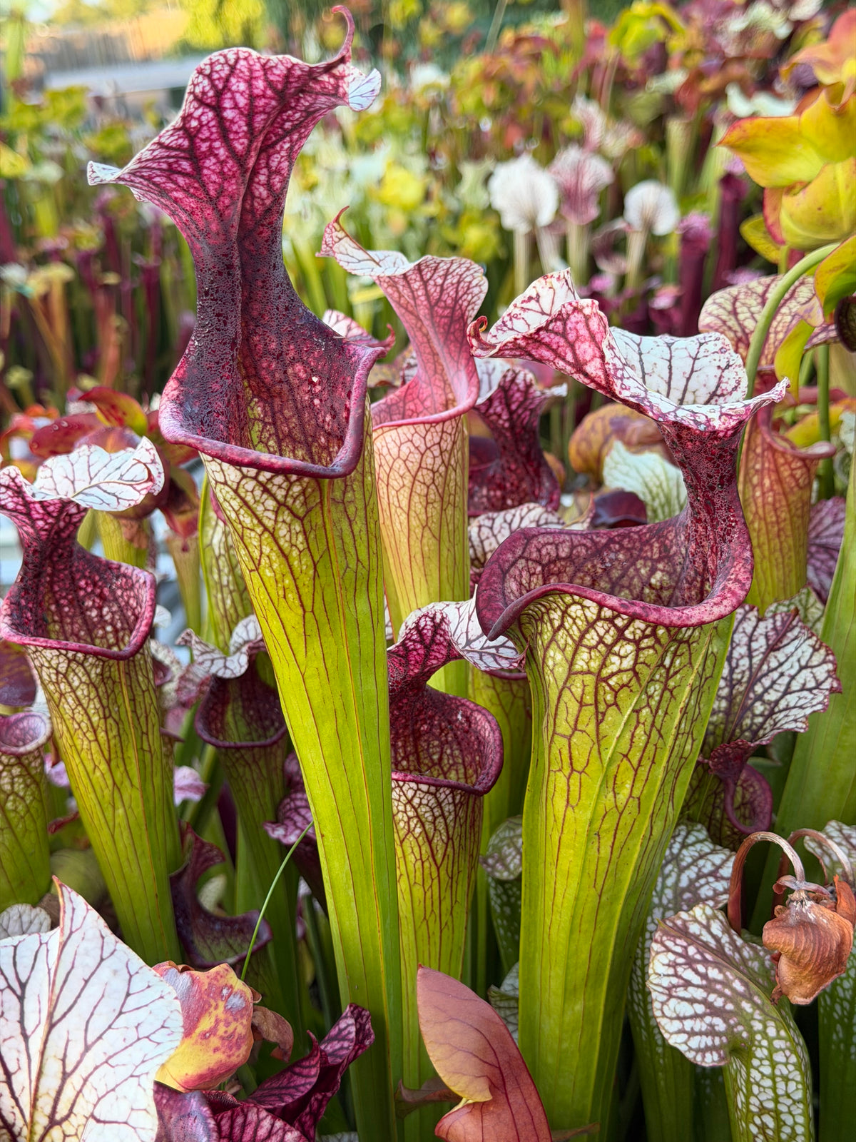 Several clumped Sarracenia pitchers that are green and white and pink sit amongst other pitchers outdoors