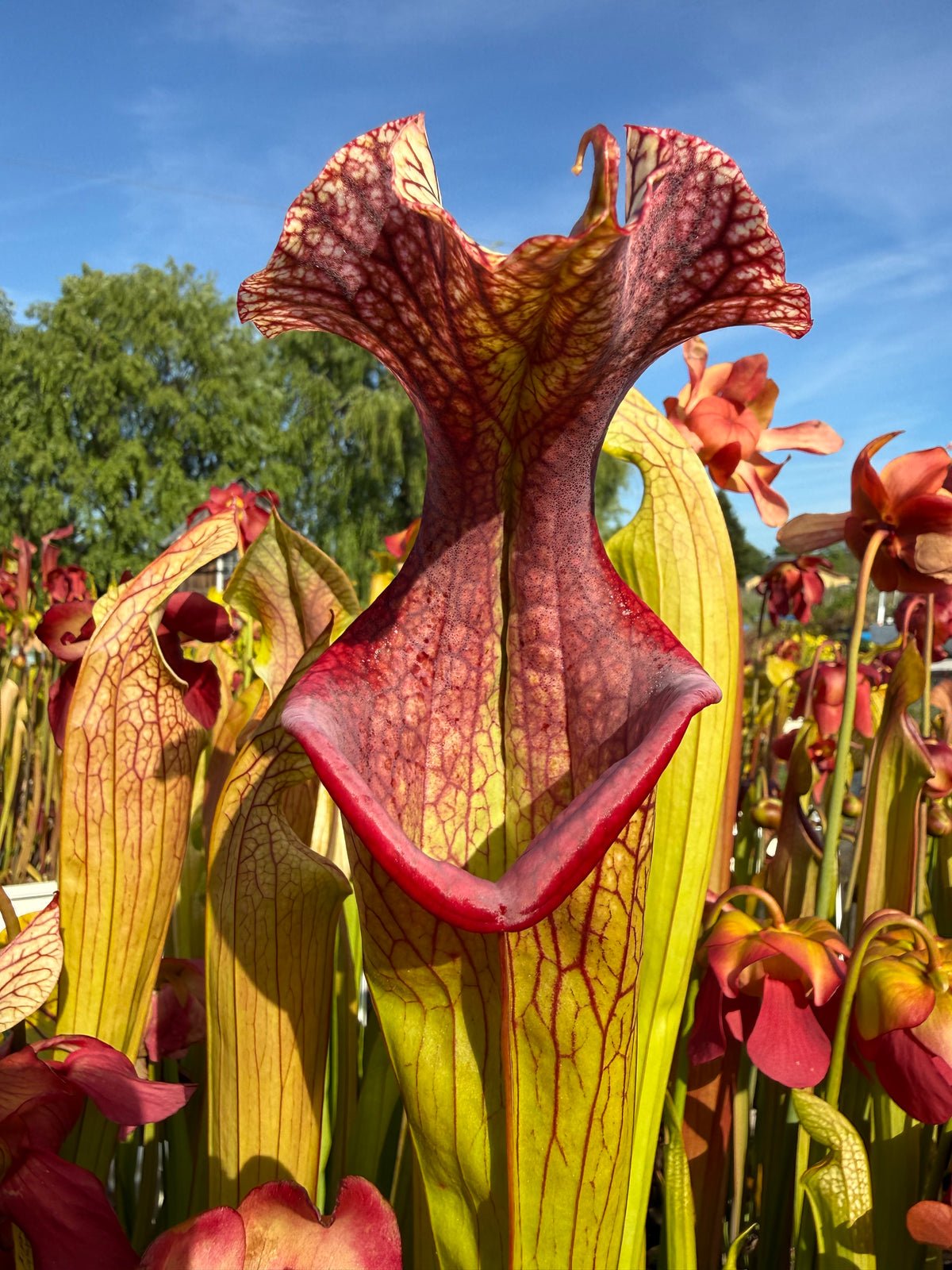 A close up of a sarracenia pitcher with a green body and a red v shaped lip