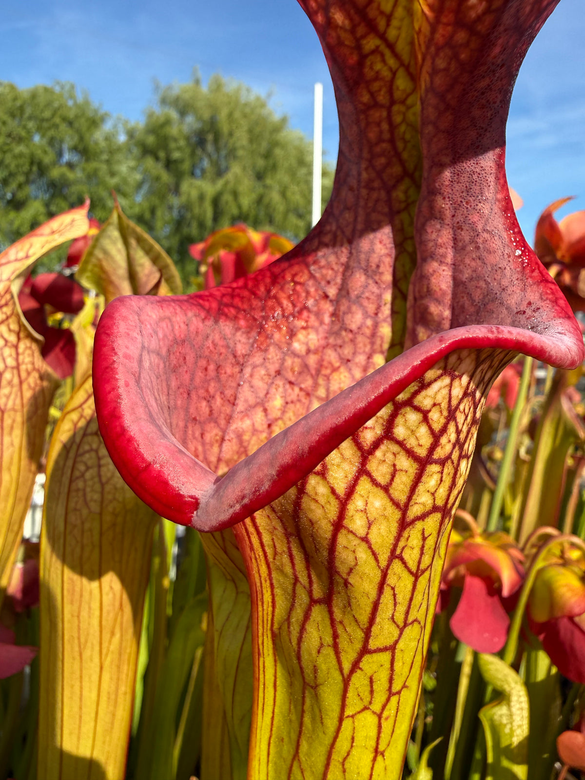 A close up of a Sarracenia pitcher with an exaggerated v shaped lip
