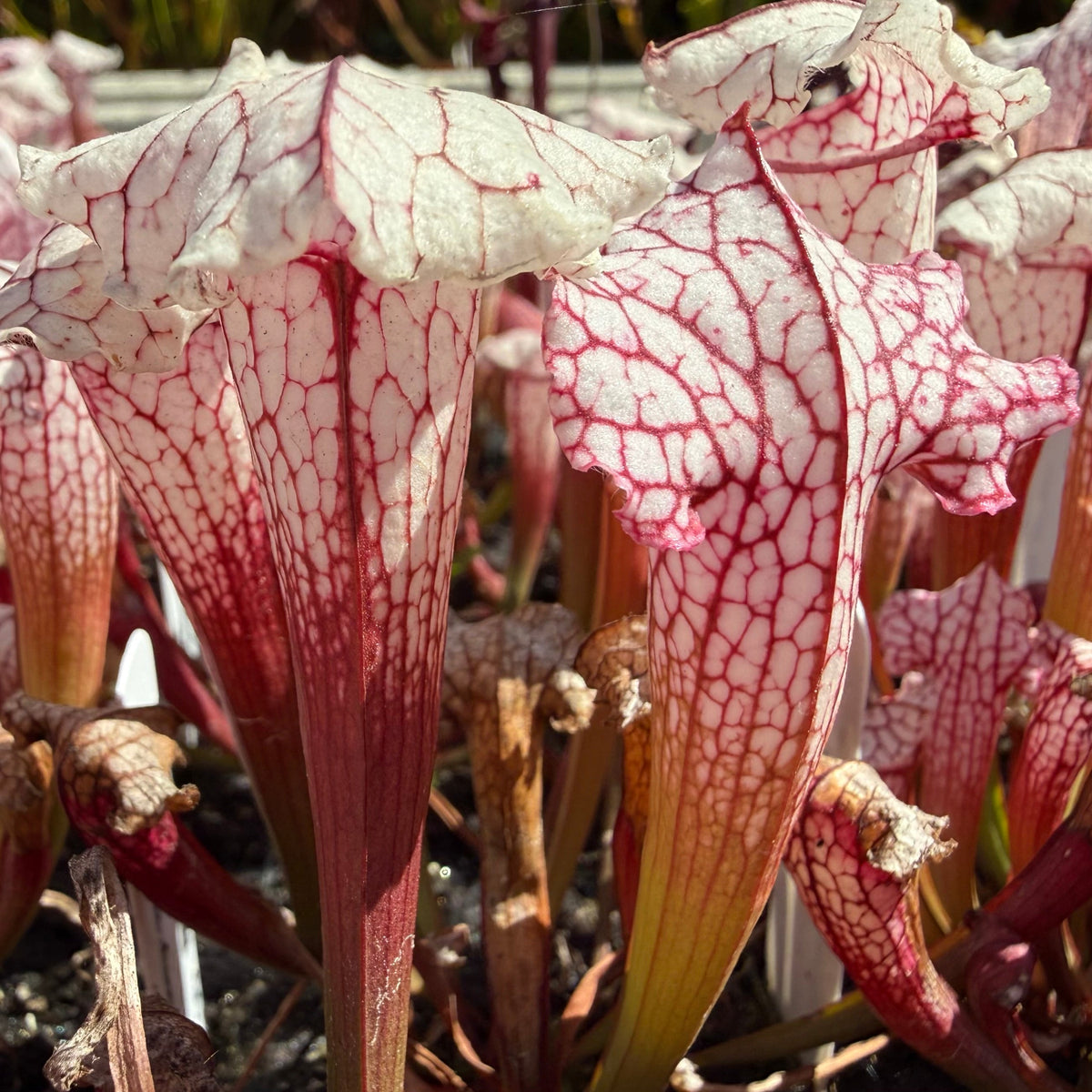 Close-up of several pitcher plants with white to pale pink tubular flowers covered in deep red veins, growing together in a garden setting.