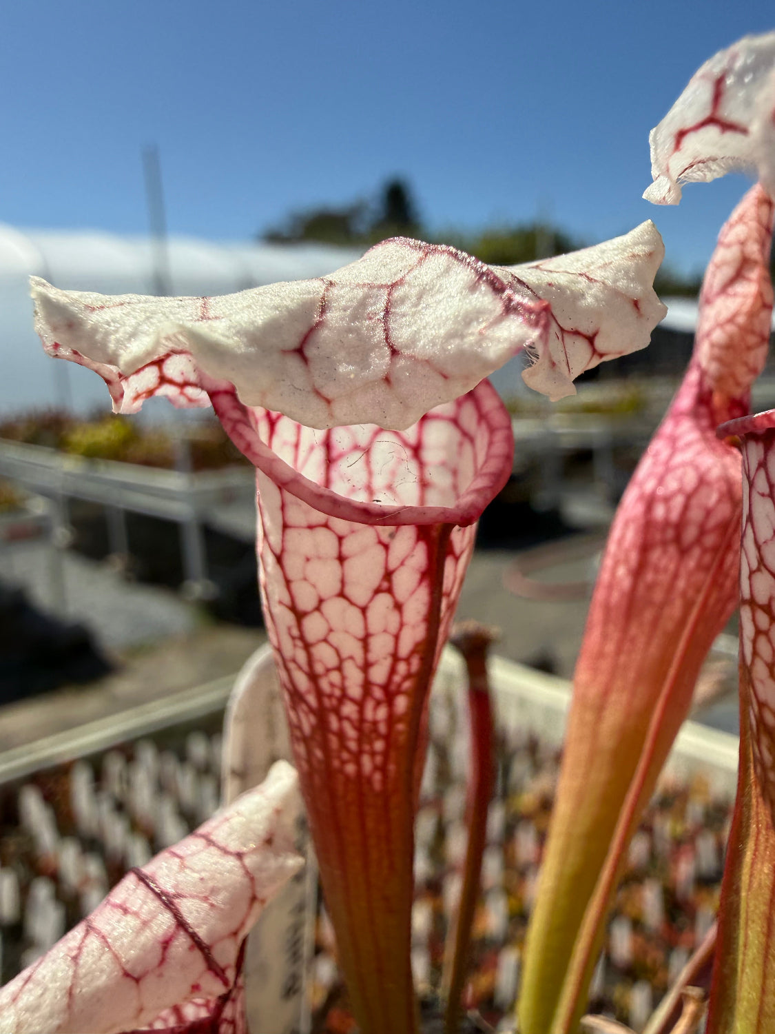 Close-up of a Sarracenia pitcher plant with white tubular pitchers covered in red veins, set against a blurred outdoor background with blue sky and greenery.