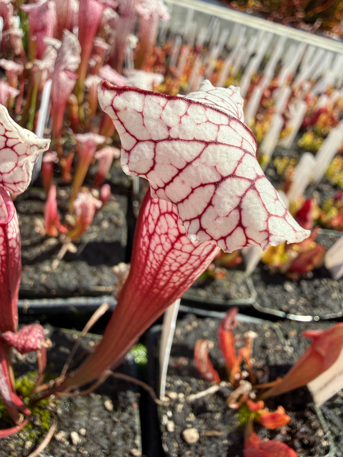 A close-up of a Sarracenia pitcher plant with white lids detailed by red veins, set in a nursery with other plants and pots in the background.