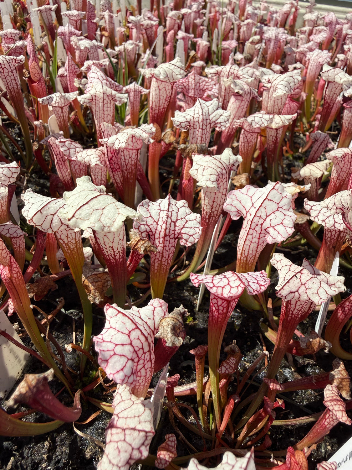 A dense patch of Sarracenia carnivorous plants with pale cream to off-white tubular pitchers covered in deep red veins, growing in dark soil.