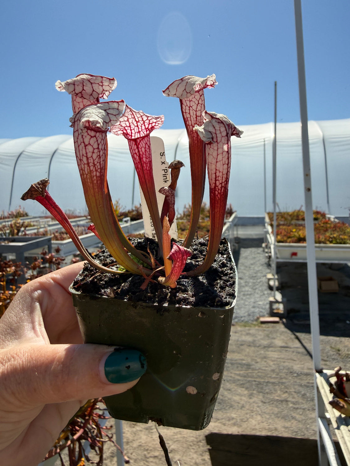A hand with teal nail polish holds a small potted Sarracenia pitcher plant in a dark green square pot. The plant features red and white patterned pitchers with green stems, set against a background of a greenhouse with rows of other plants and a blue sky.