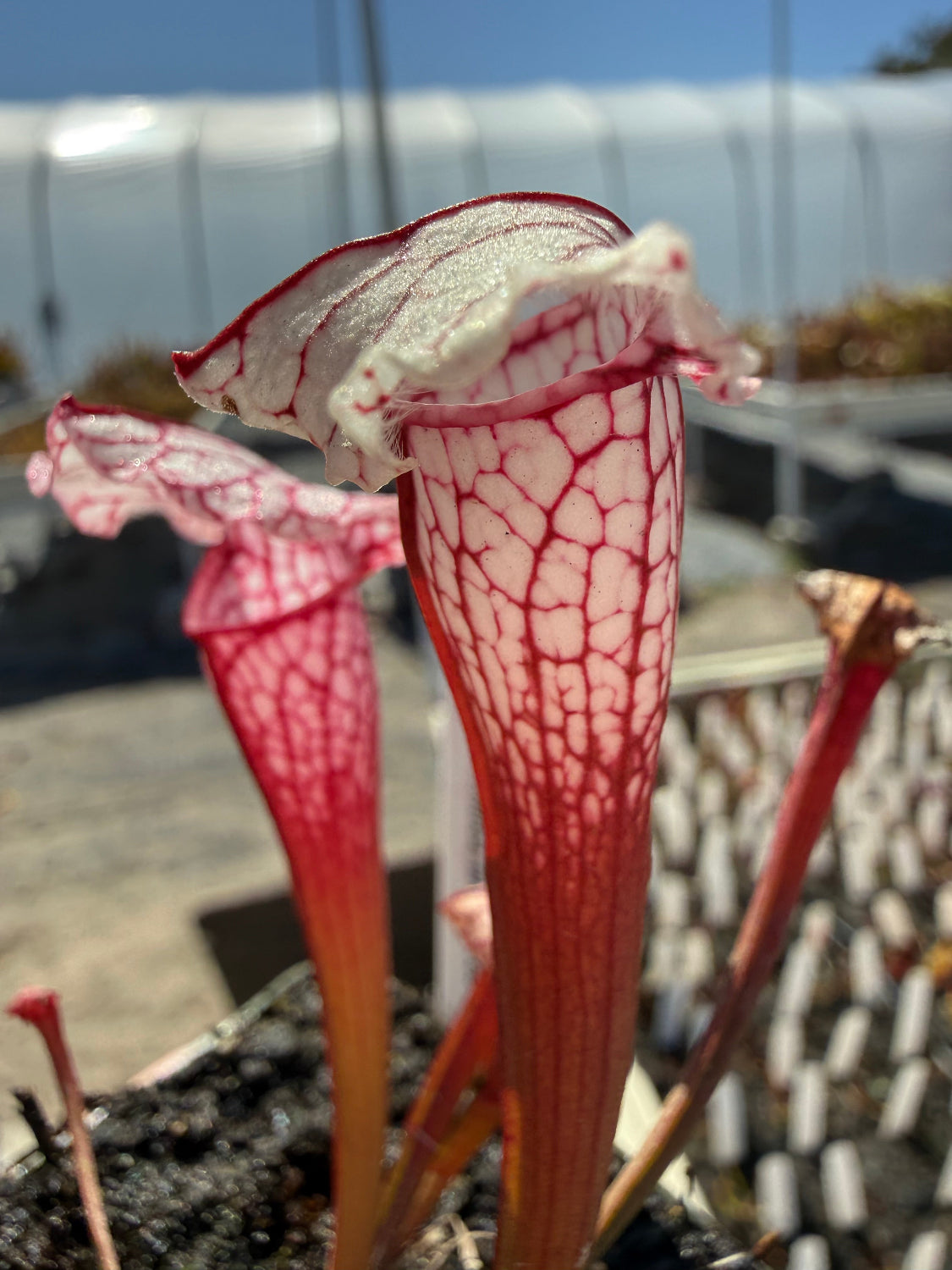A close-up of a red and white pitcher plant (Sarracenia) with its trap open, set against a blurred outdoor background of a greenhouse or garden.