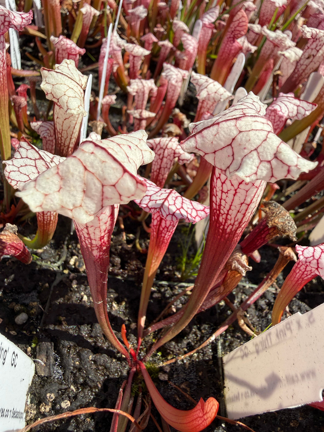 Close-up of Sarracenia pitcher plants in a garden or nursery, showing pale pink to off-white tubular pitchers covered in deep red veins, growing in dark soil with plant tags visible.