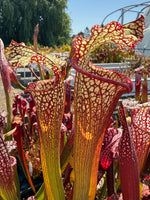 Sarracenia Royal Ruby x leucophylla Calens Super Pitcher Plant