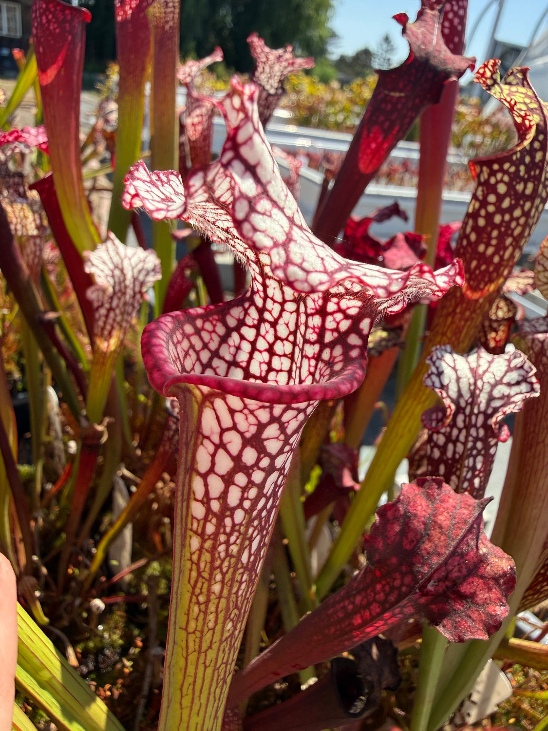 Sarracenia Royal Ruby x leucophylla Calens Super Pitcher Plant