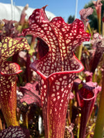 Sarracenia Royal Ruby x leucophylla Calens Super Pitcher Plant
