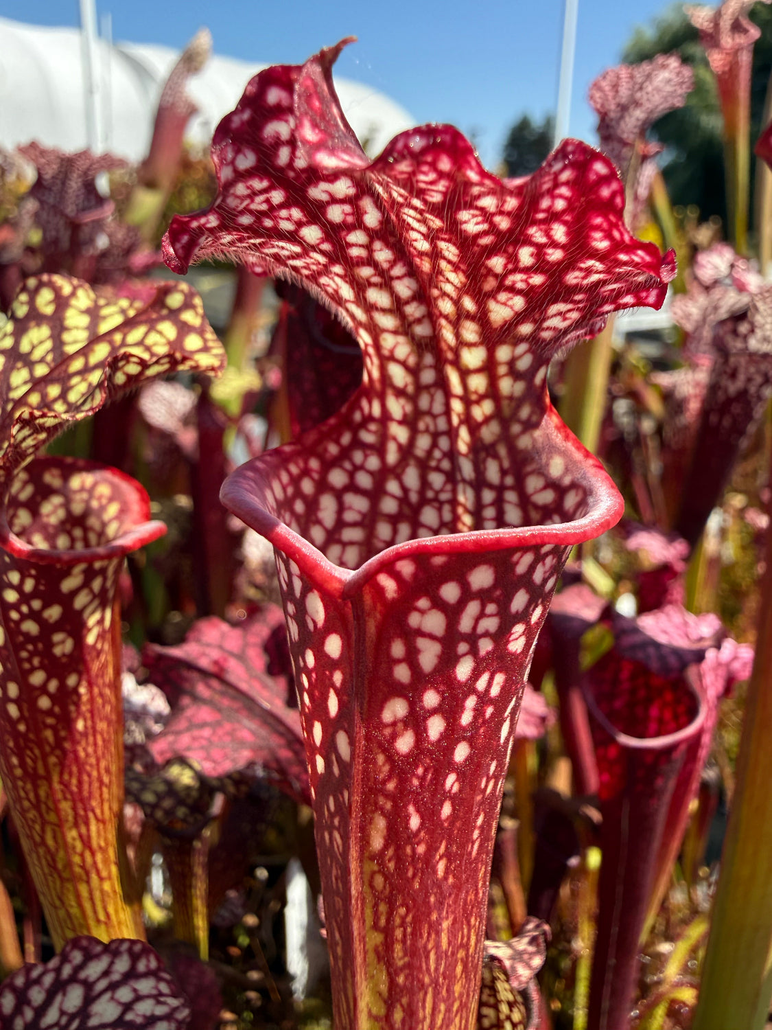 Sarracenia Royal Ruby x leucophylla Calens Super Pitcher Plant