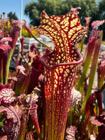 Sarracenia Royal Ruby x leucophylla Calens Super Pitcher Plant
