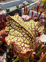 Sarracenia Royal Ruby x leucophylla Calens Super Pitcher Plant