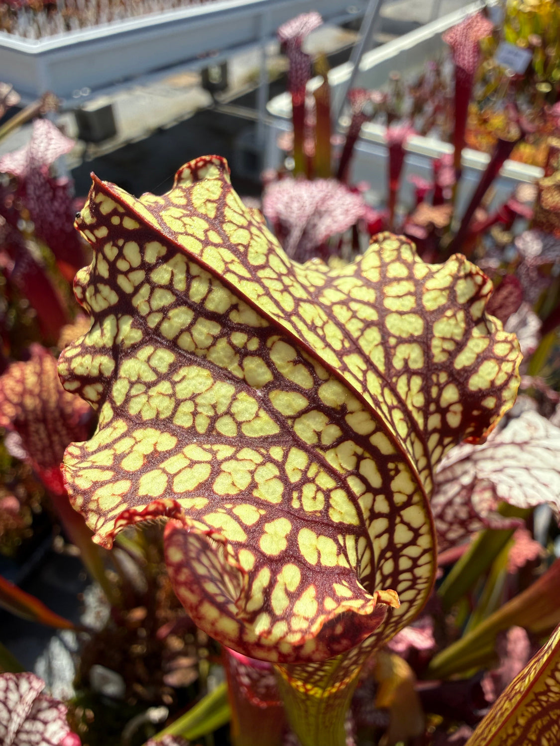 Sarracenia Royal Ruby x leucophylla Calens Super Pitcher Plant