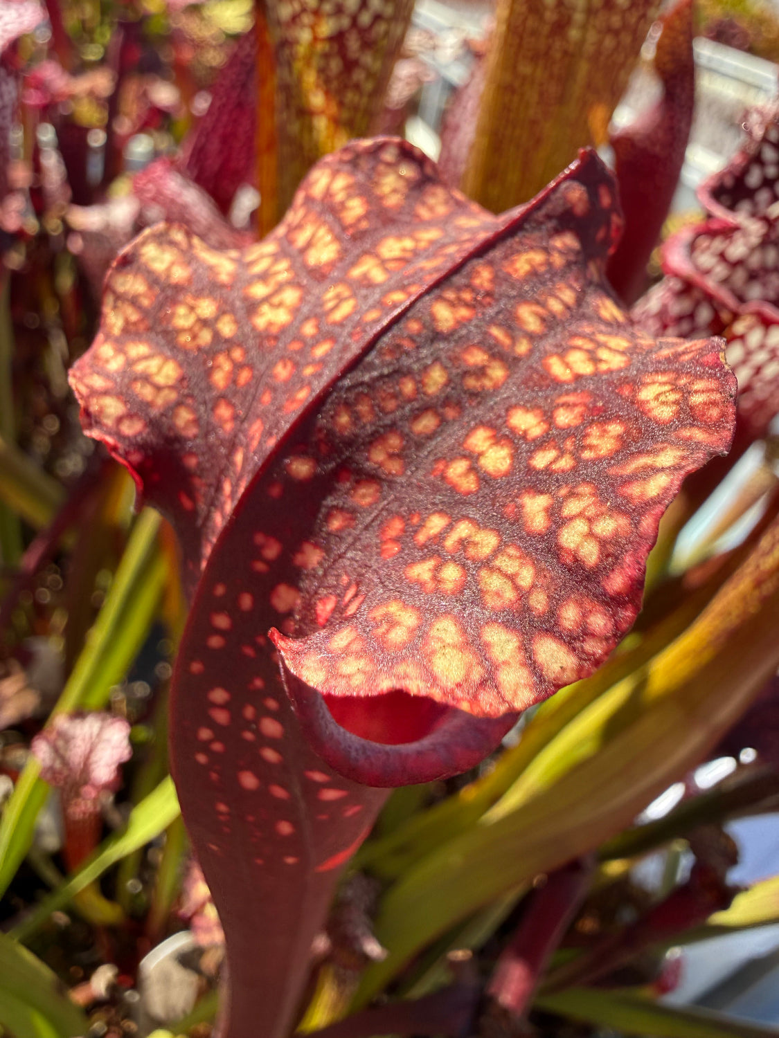 Sarracenia Royal Ruby x leucophylla Calens Super Pitcher Plant