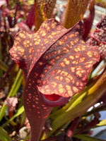 Sarracenia Royal Ruby x leucophylla Calens Super Pitcher Plant