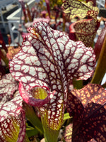 Sarracenia Royal Ruby x leucophylla Calens Super Pitcher Plant