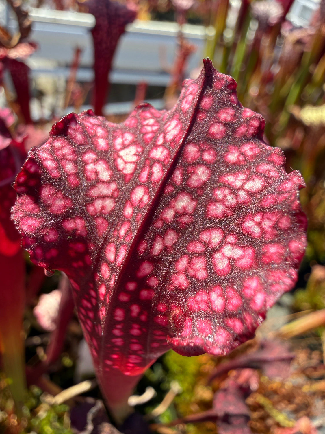 Sarracenia Royal Ruby x leucophylla Calens Super Pitcher Plant