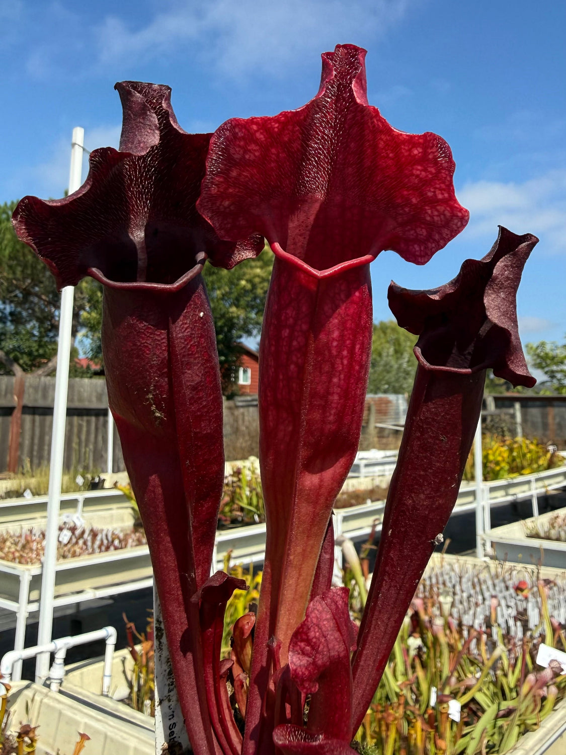 Sarracenia Royal Ruby x purpurea ssp. venosa Red Ruffles Pitcher Plant