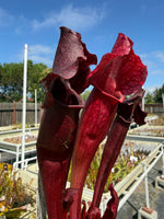 Sarracenia Royal Ruby x purpurea ssp. venosa Red Ruffles Pitcher Plant