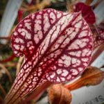 Back of Sarracenia pitcher lid with thick red venation on a white lid