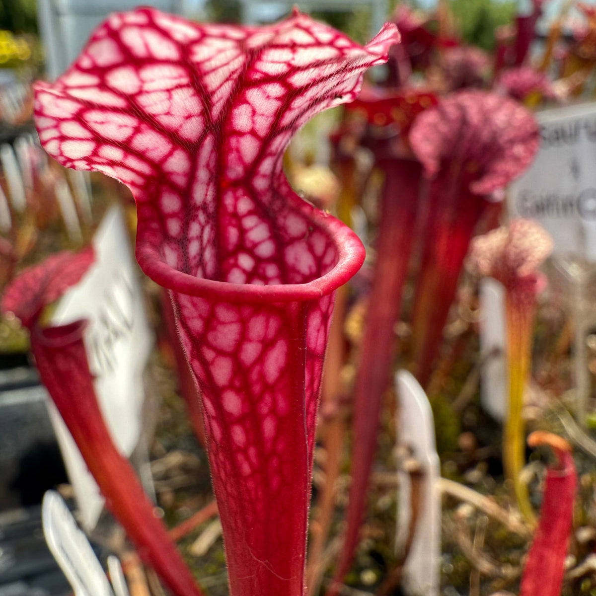 A close-up of a carnivorous pitcher plant with a deep red interior and white web-like venation, surrounded by other similar plants in a garden or nursery setting.