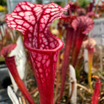 A close-up of a carnivorous pitcher plant with a deep red interior and white web-like venation, surrounded by other similar plants in a garden or nursery setting.