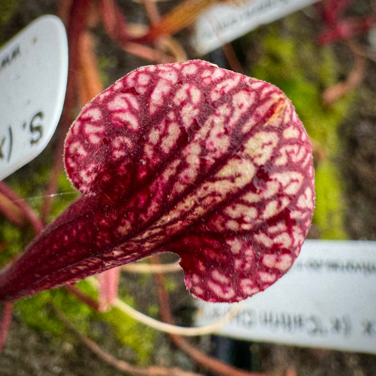 Close up of Sarracenia lid with thick red venation