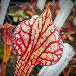 A close-up of a pitcher plant leaf with a cream-colored surface and prominent dark red veining, with blurred plant tags in the background.