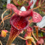A close-up of a pitcher plant with a deep maroon-red and yellow-green pitcher, surrounded by other plants and white plant tags in a garden setting.