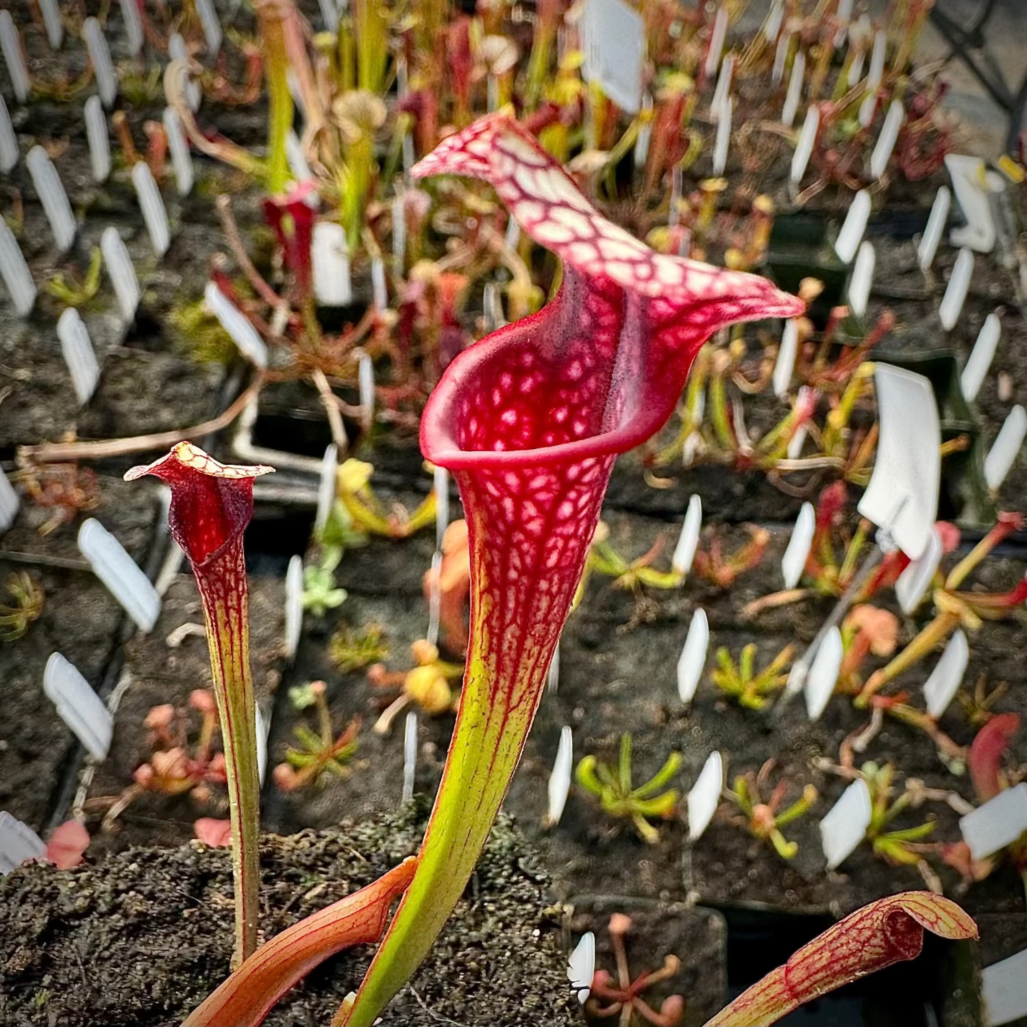 A close-up of a carnivorous pitcher plant with a deep red to green gradient and white spotted pattern, growing in a nursery with other plants and white labels in the background.