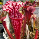 Sarracenia Saurus x Caitrin Claire Pitcher Plant