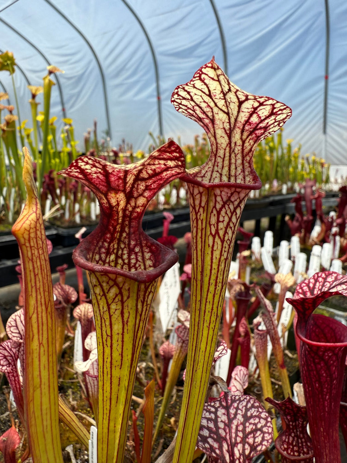 pitcher plants with deep burgundy-red and yellow-green striped pitchers growing in a greenhouse.
